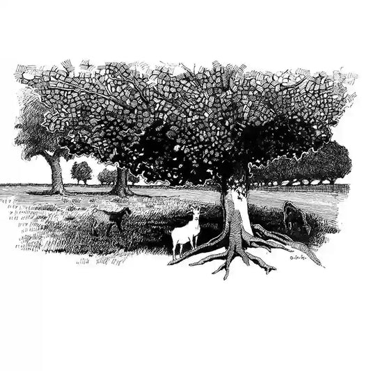 Pastoral Refuge black white print ink drawing by Obada Gabir showing large tree with grazing sheep in countryside landscape